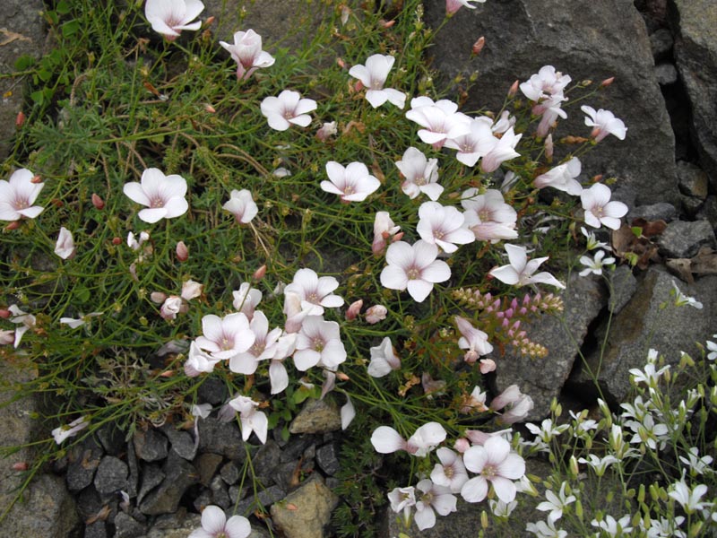 Linum suffruticosum ssp appressum photo